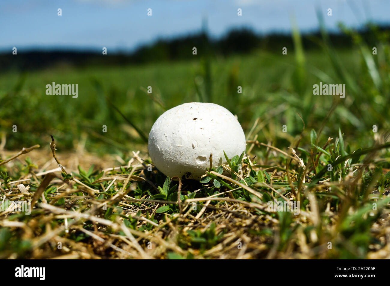 Géant blanc champignon vesse (Calvatia gigantea) croissant dans les herbages. Banque D'Images