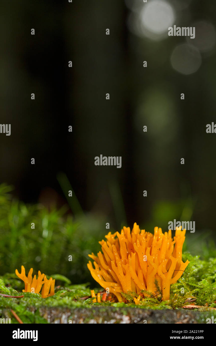 Jaune de couleur vive décrue corne champignon, un champignon de corail, grandissant dans la mousse sur un tronc d'arbre dans une forêt sombre Banque D'Images