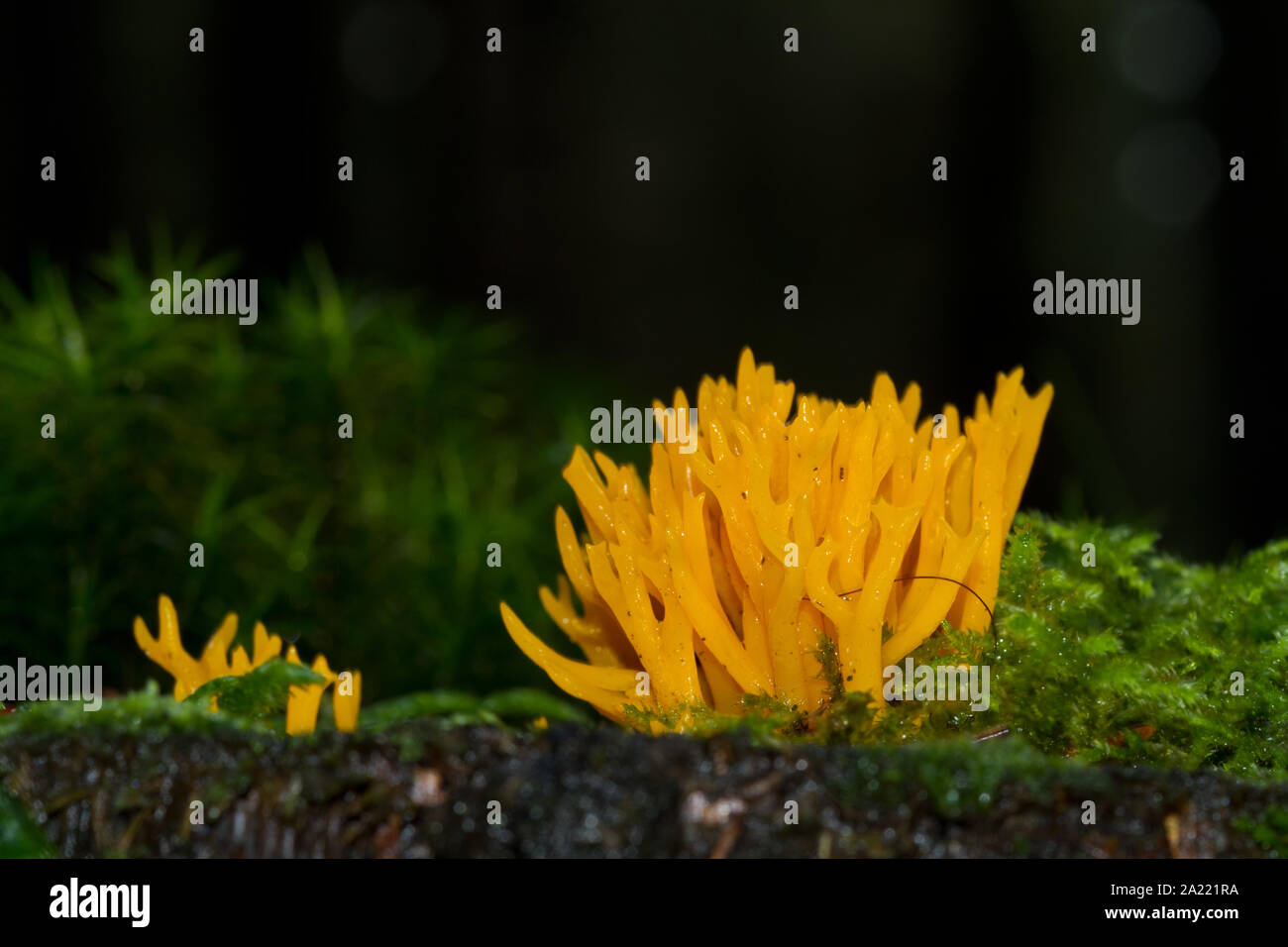 Jaune de couleur vive décrue corne champignon, un champignon de corail, grandissant dans la mousse sur un tronc d'arbre dans une forêt sombre Banque D'Images