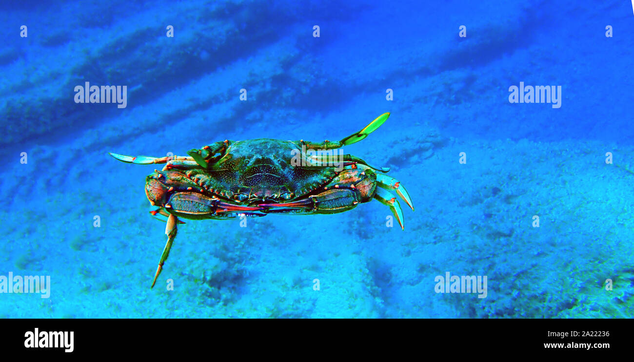 Le crabe bleu - (Callinectes sapidus) Banque D'Images