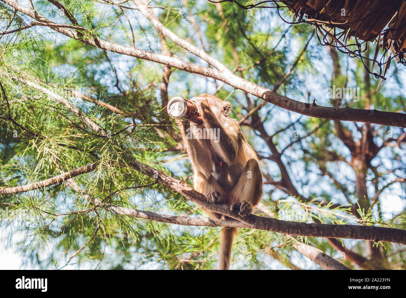 Monkey buvant du soda sur une branche d'arbre Banque D'Images