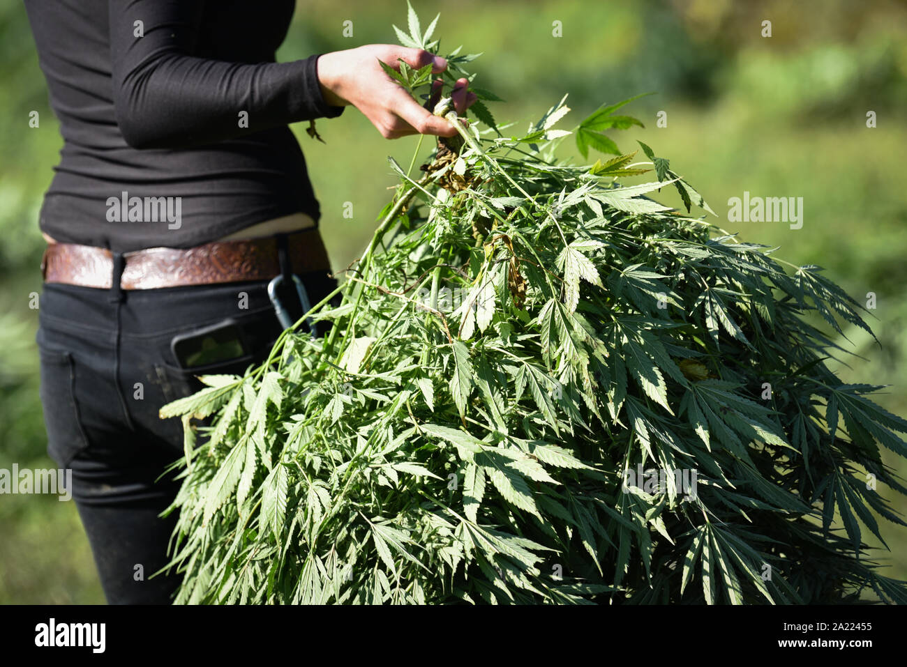 L'exploitation commerciale du chanvre pour la production de la CDB et d'autres produits du chanvre, MontKush farms, Virginia, USA Plainfield. Banque D'Images L'exploitation commerciale du chanvre pour la production de la CDB et d'autres produits du chanvre, MontKush farms, Virginia, USA Plainfield. Banque D'Images