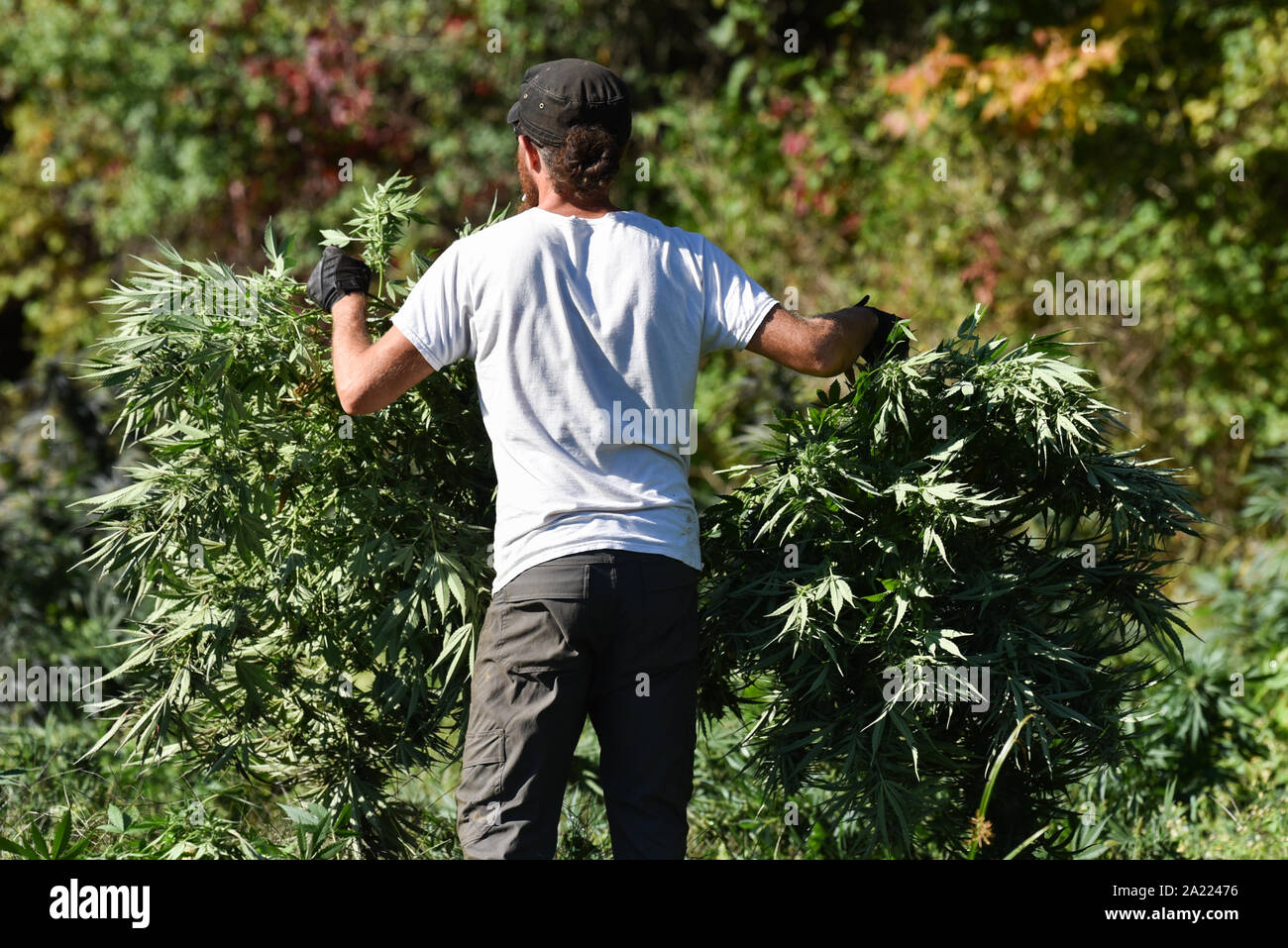 L'exploitation commerciale du chanvre pour la production de la CDB et d'autres produits du chanvre, MontKush farms, Virginia, USA Plainfield. Banque D'Images L'exploitation commerciale du chanvre pour la production de la CDB et d'autres produits du chanvre, MontKush farms, Virginia, USA Plainfield. Banque D'Images