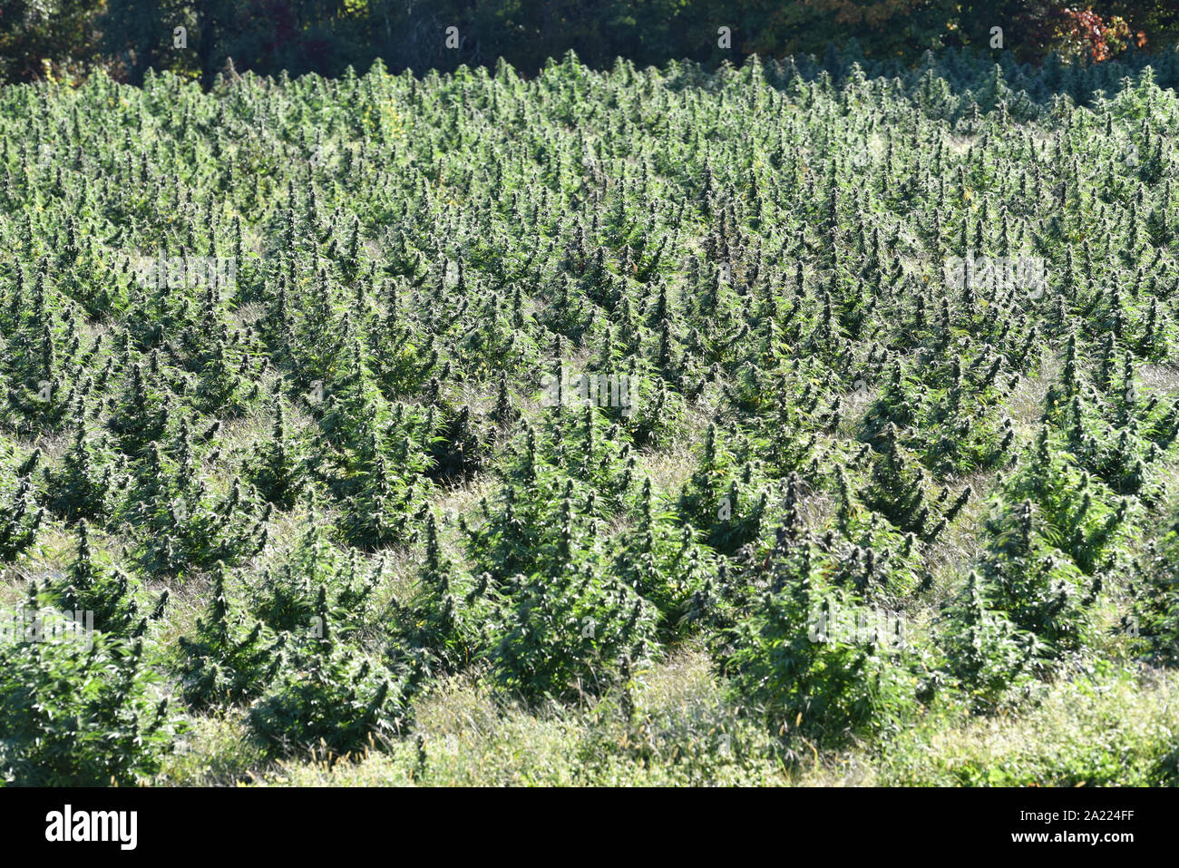 L'exploitation commerciale du chanvre pour la production de la CDB et d'autres produits du chanvre, MontKush farms, Virginia, USA Plainfield. Banque D'Images L'exploitation commerciale du chanvre pour la production de la CDB et d'autres produits du chanvre, MontKush farms, Virginia, USA Plainfield. Banque D'Images
