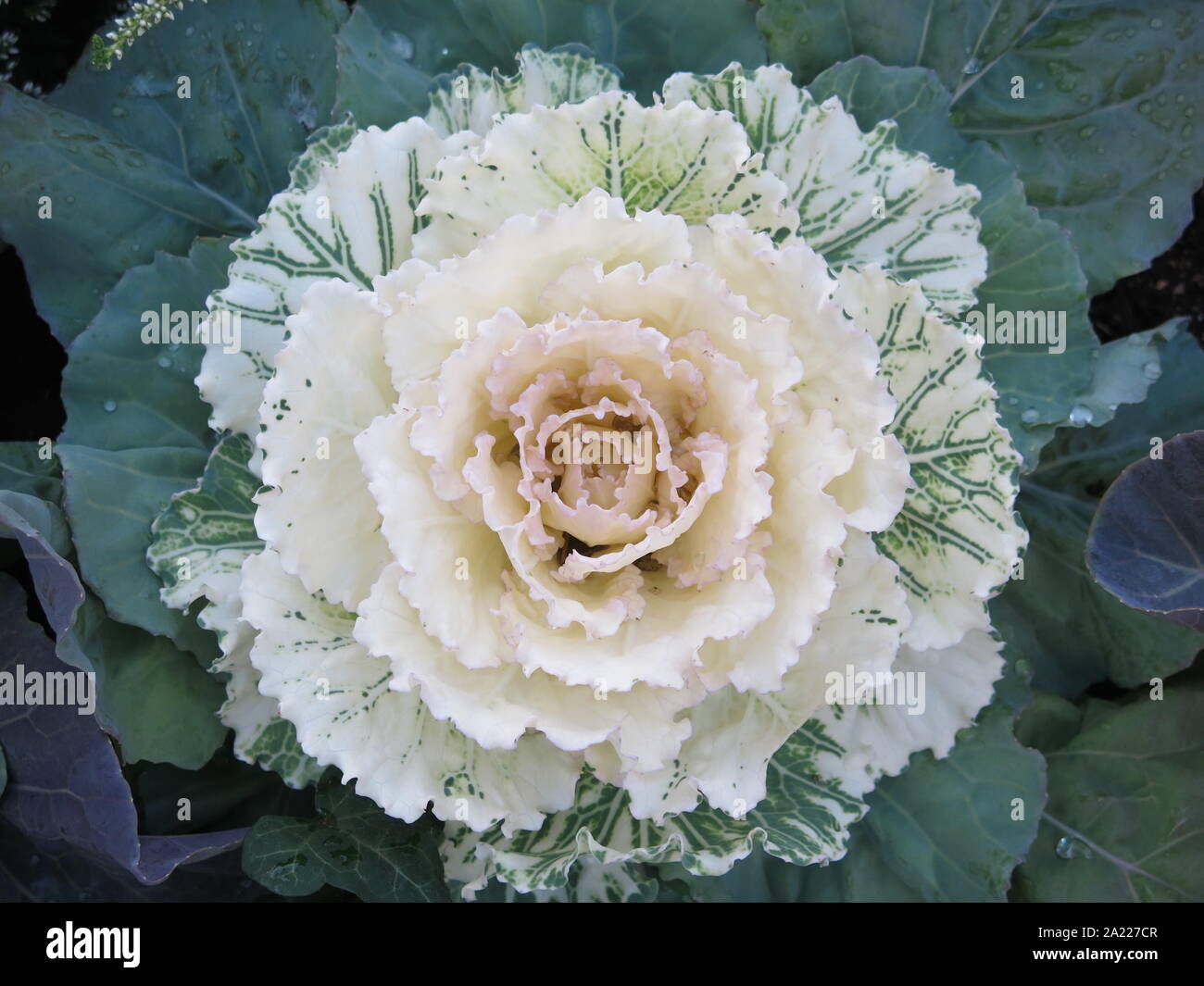 Chou ornemental ou kale floraison plantes sculpturales sont pour l'automne, c'est tête de chou vert panaché blanc avec des feuilles de caoutchouc. Banque D'Images