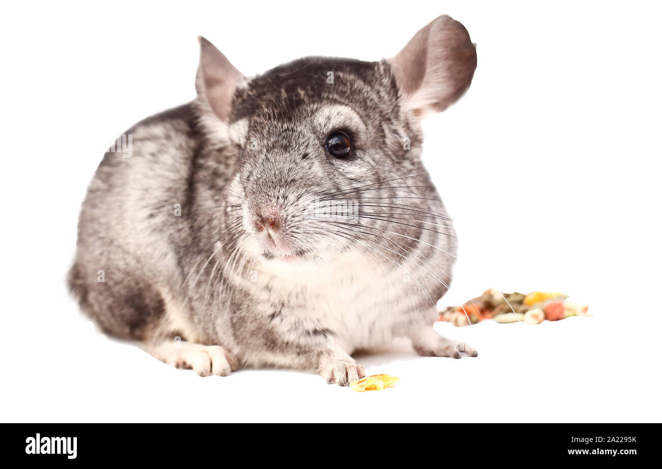 Chinchilla chinchilla. assis sur fond blanc, beau chinchilla Banque D'Images