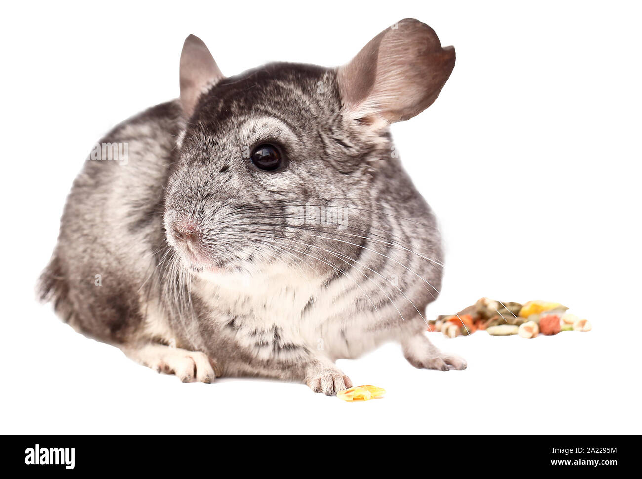 Chinchilla chinchilla. assis sur fond blanc, beau chinchilla Banque D'Images