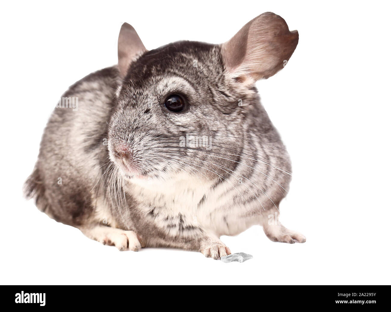 Chinchilla chinchilla. assis sur fond blanc, beau chinchilla Banque D'Images