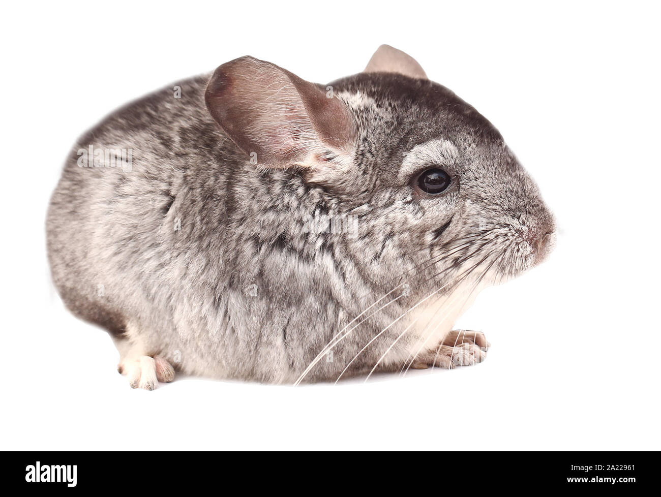 Chinchilla chinchilla. assis sur fond blanc, beau chinchilla Banque D'Images