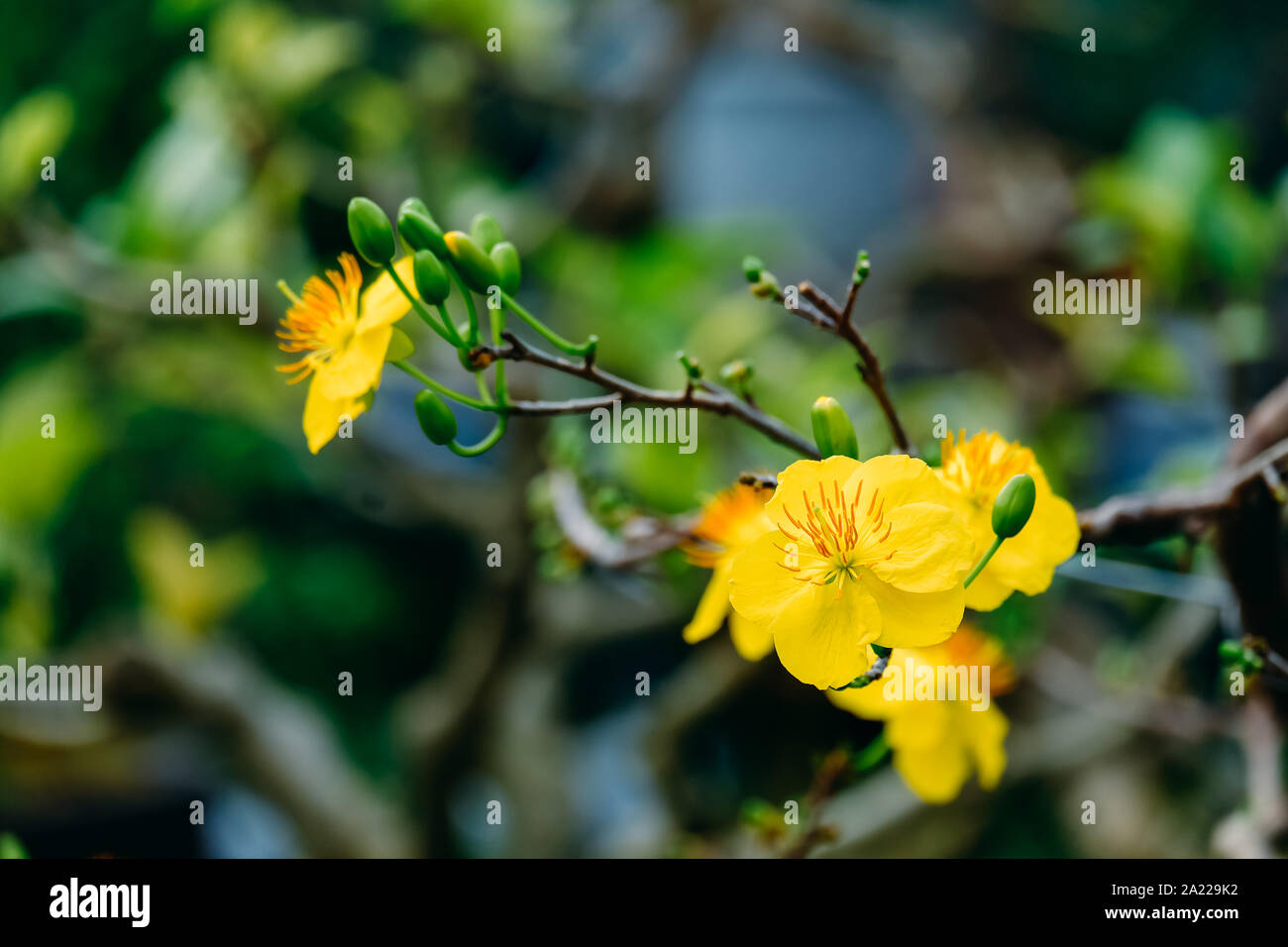 Close up of apricot blossom avec soft focus sélectif et l'arrière-plan flou vert. Image libre de droit stock de haute qualité de fleur. Banque D'Images