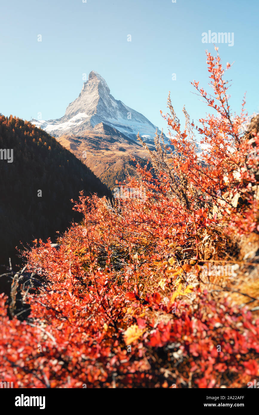 Scène colorée épique avec Cervin Matterhorn peak et rouge fleurs de bush. Swiss Alps, Switzerland, Europe Banque D'Images