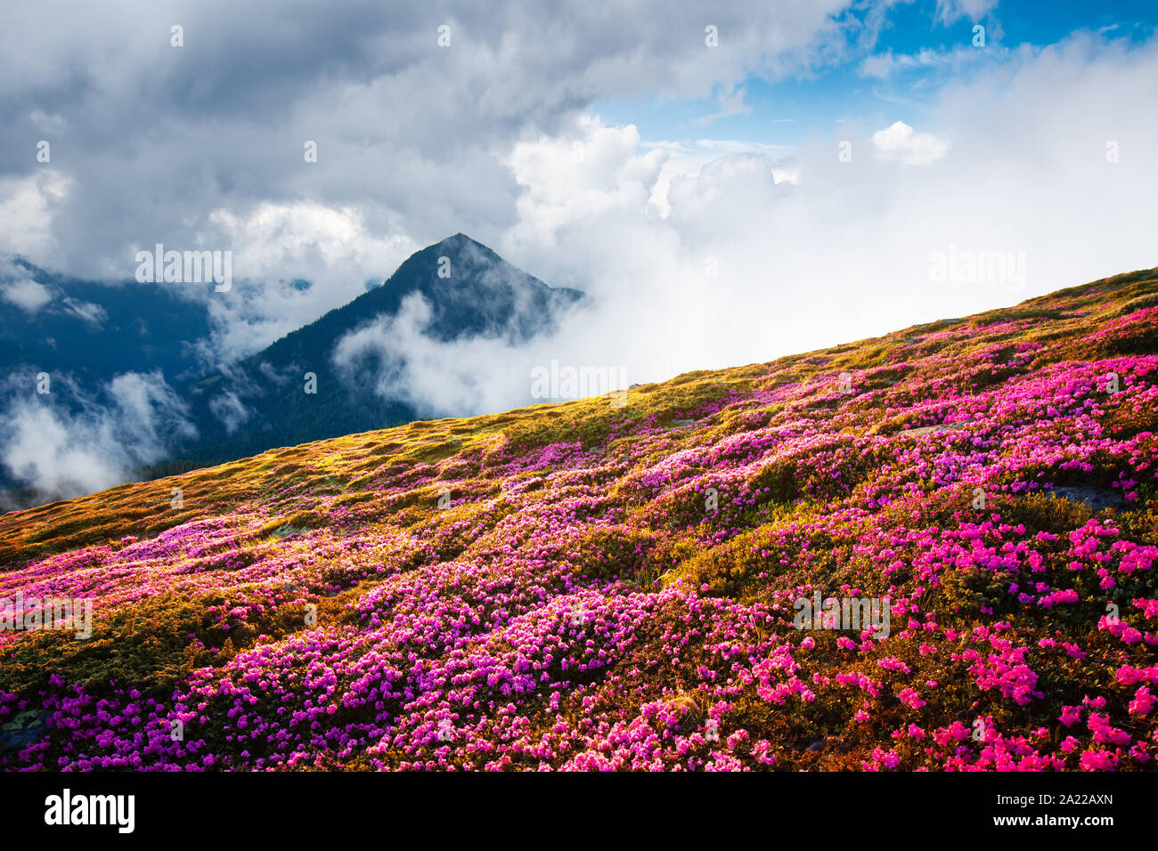 Paysage magique avec de charmantes fleurs rhododendron rose à l'emplacement des Carpates, l'Ukraine, l'Europe. Belle nature beauté de l'arrière-plan de la terre et fond d'été idéal Banque D'Images