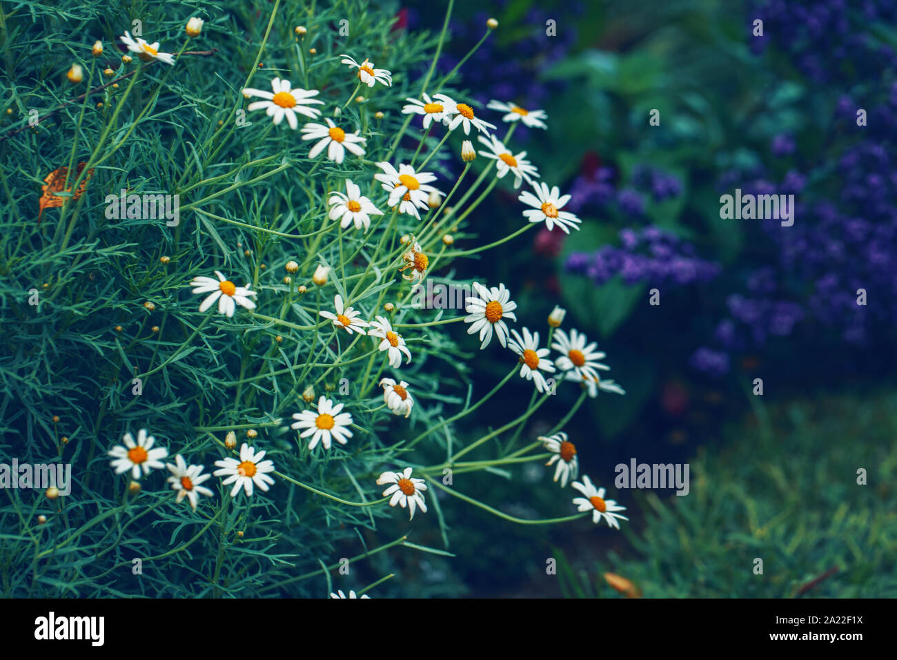 Beau rêve blanc fée magique golden garden fleurs Daisy sur fond bleu pâle vert floue. Art sombre moody floral. Tonique avec des filtres en ret Banque D'Images