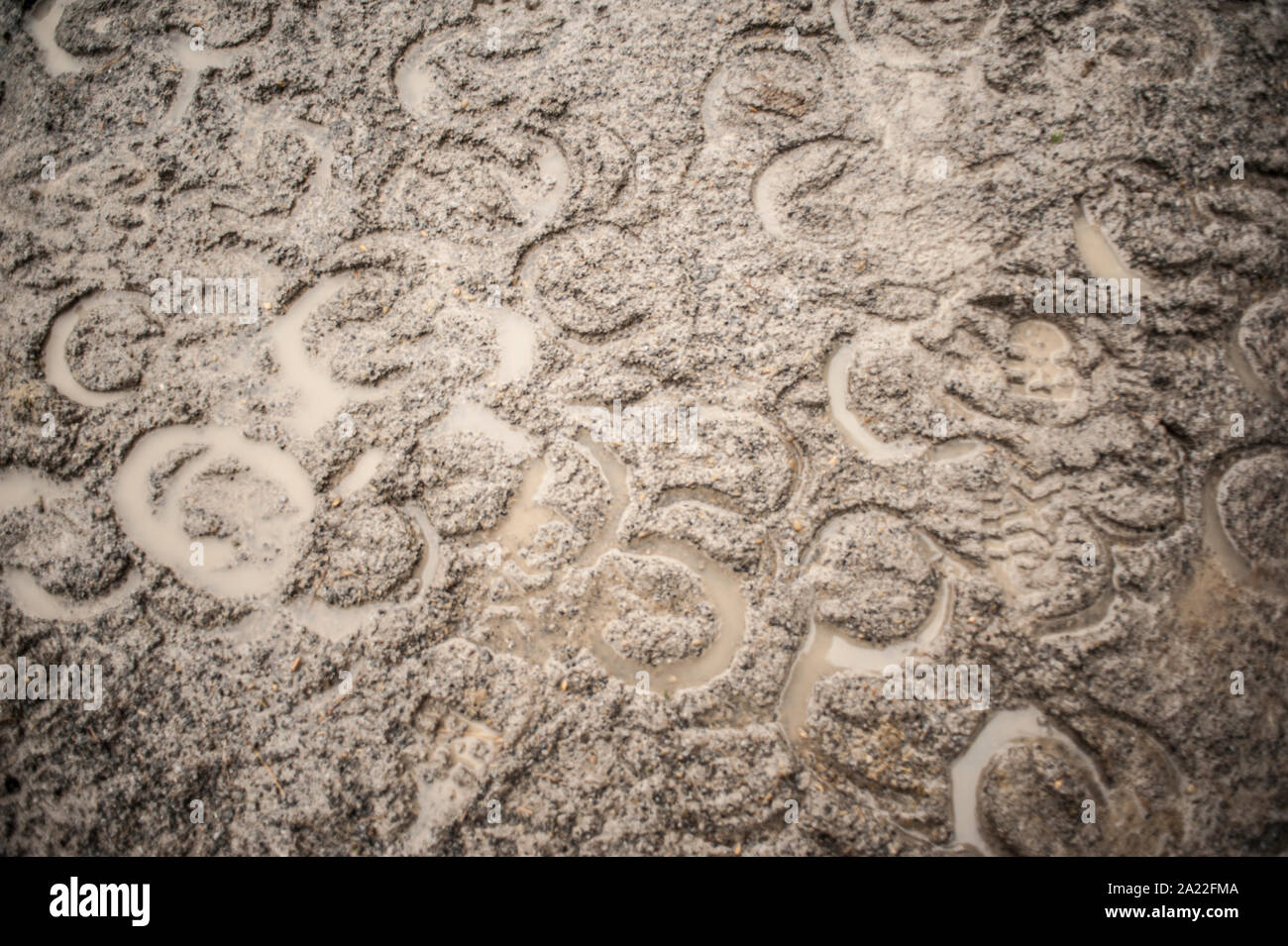 Dressage sous la pluie Banque D'Images
