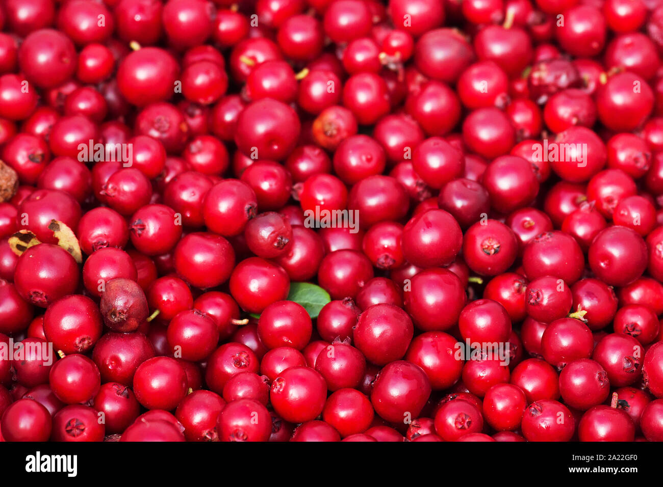 Processus de collecte de canneberges. Un grand nombre de fruits versé en un tas. Banque D'Images