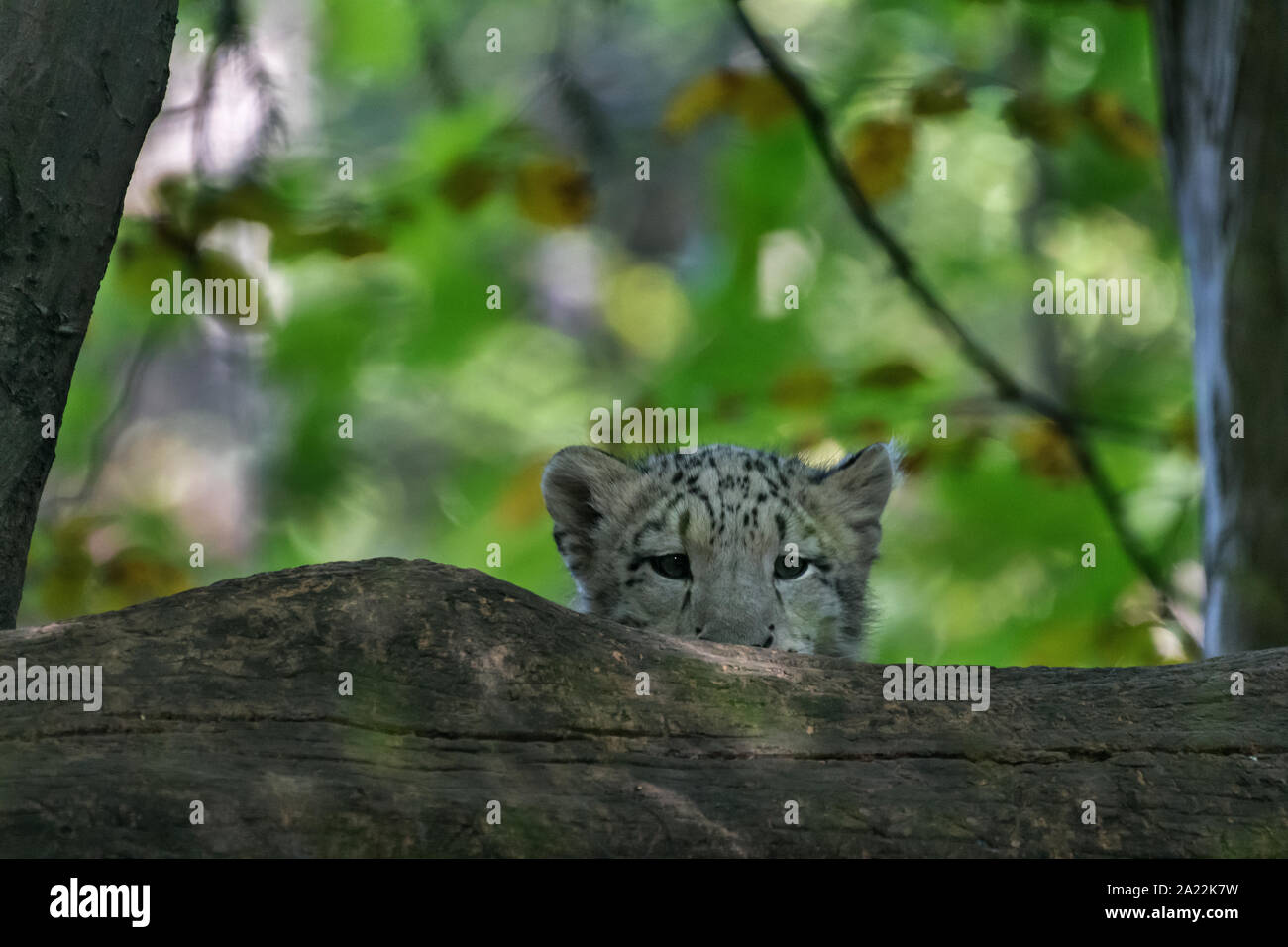 Snow Leopard cub (Uncia uncia) Banque D'Images