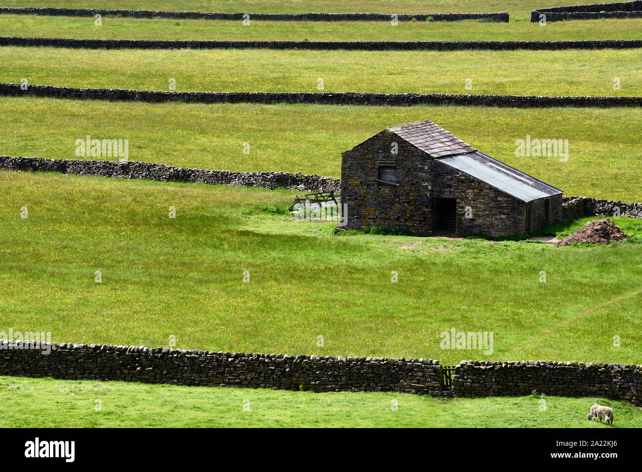 Bandes de vert pâturage avec des murs de pierres sèches pour les moutons Swaledale avec grange dans la vallée de la rivière Swale près de Gunnerside Richmond North Yorkshire Englan Banque D'Images