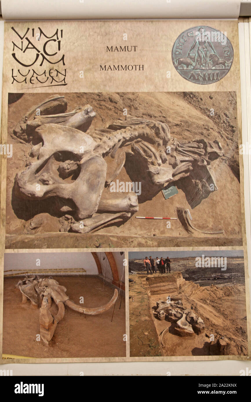 Article illustrant des fossiles de mammouth (denier de Viminatium) excavation, Kostolac, Branichevo, District de la Serbie. Banque D'Images