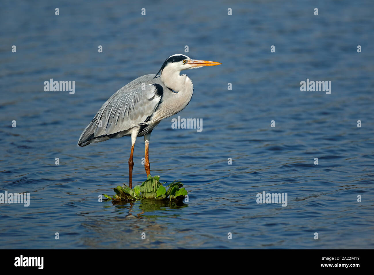 Héron cendré (Ardea cinerea) debout dans l'eau peu profonde, Kruger National Park, Afrique du Sud Banque D'Images