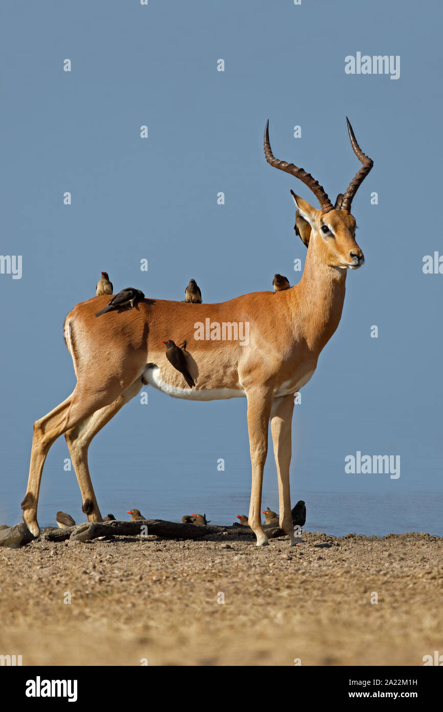 Antilope mâle Impala (Aepyceros melampus) avec les oiseaux oxpecker, Kruger National Park, Afrique du Sud Banque D'Images