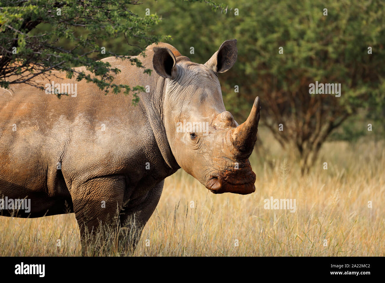 Portrait d'un rhinocéros blanc (Ceratotherium simum) dans l'habitat naturel, l'Afrique du Sud Banque D'Images