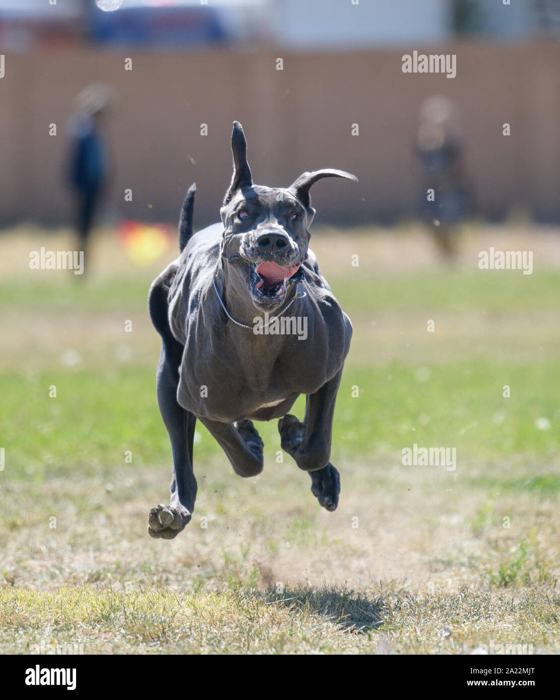 Dogue Allemand gris chien courir après un leurre sur un champ et faire une drôle de visage Banque D'Images