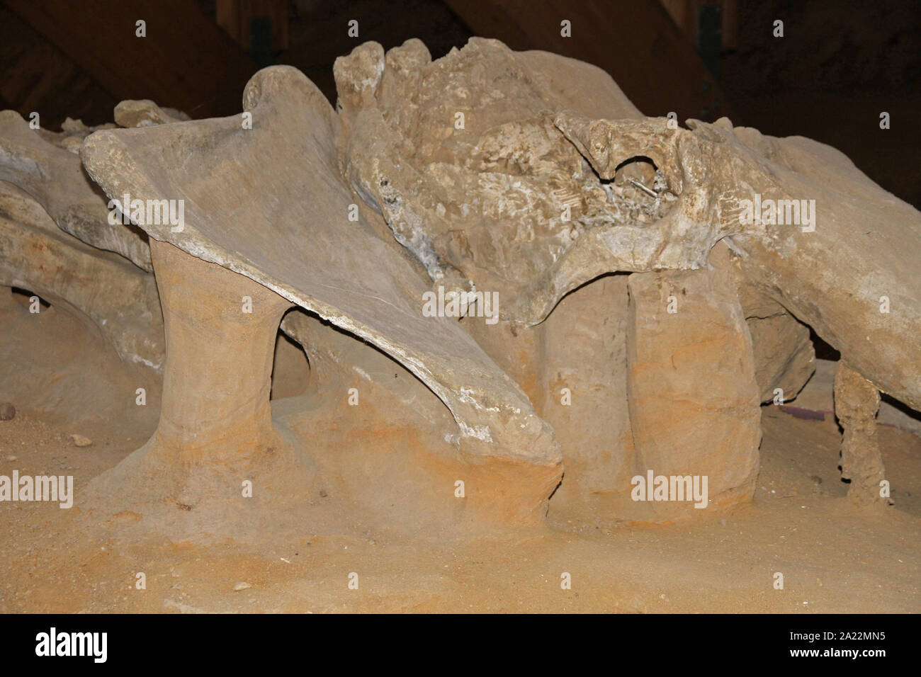 Les fossiles de mammouth des steppes, Mammuthus Trogontherii, denier au site archéologique, scientifique, Kostolac, Branichevo, District de la Serbie. Banque D'Images