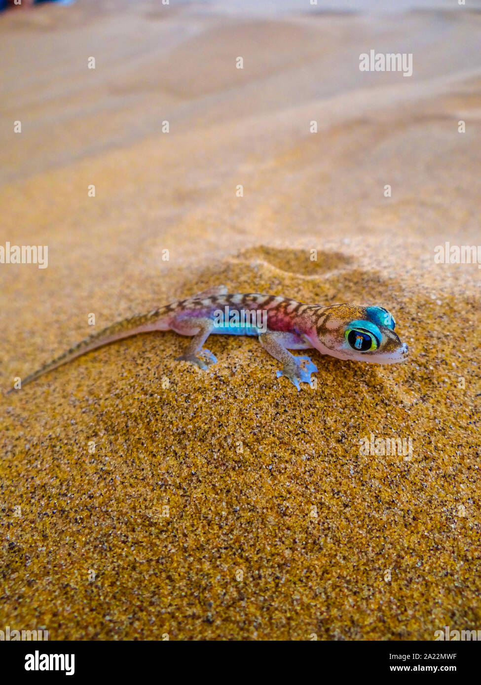 Namib un gecko est de poser dans le sable. Photographie prise dans le Namib près de Swakopmund dans l'est de la Namibie Banque D'Images