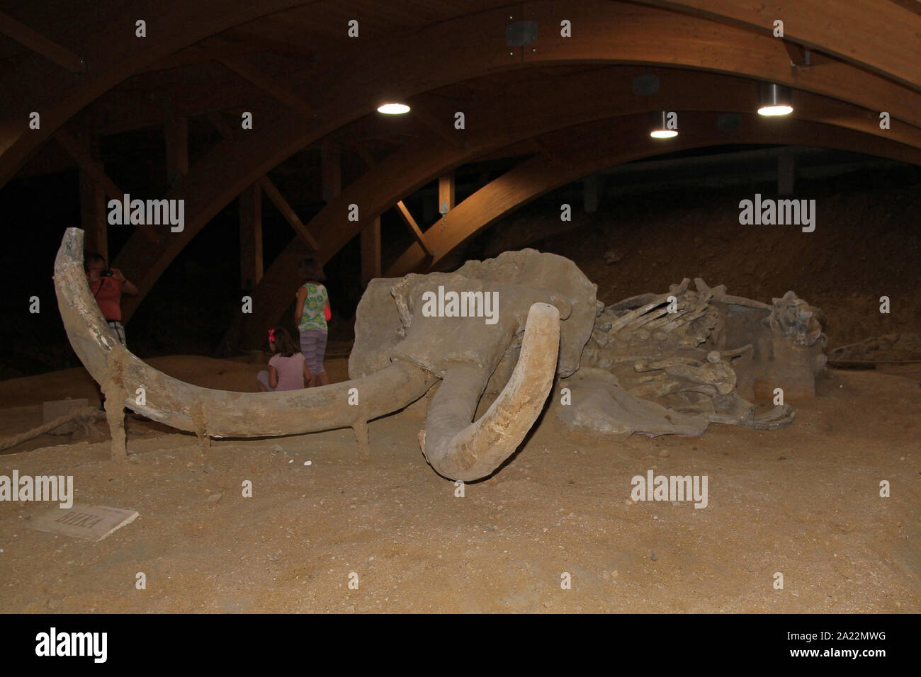 Crâne de mammouth des steppes, Mammuthus Trogontherii nommée Vika, à Viminacium AN site archéologique, scientifique, Kostolac, Branichevo, District de la Serbie. Banque D'Images