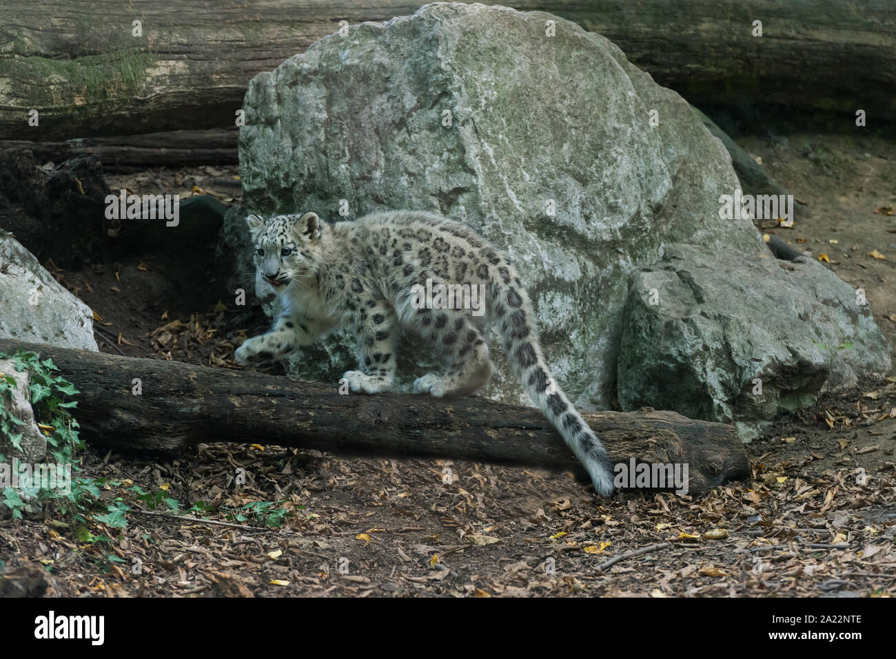 Snow Leopard cub (Uncia uncia) Banque D'Images