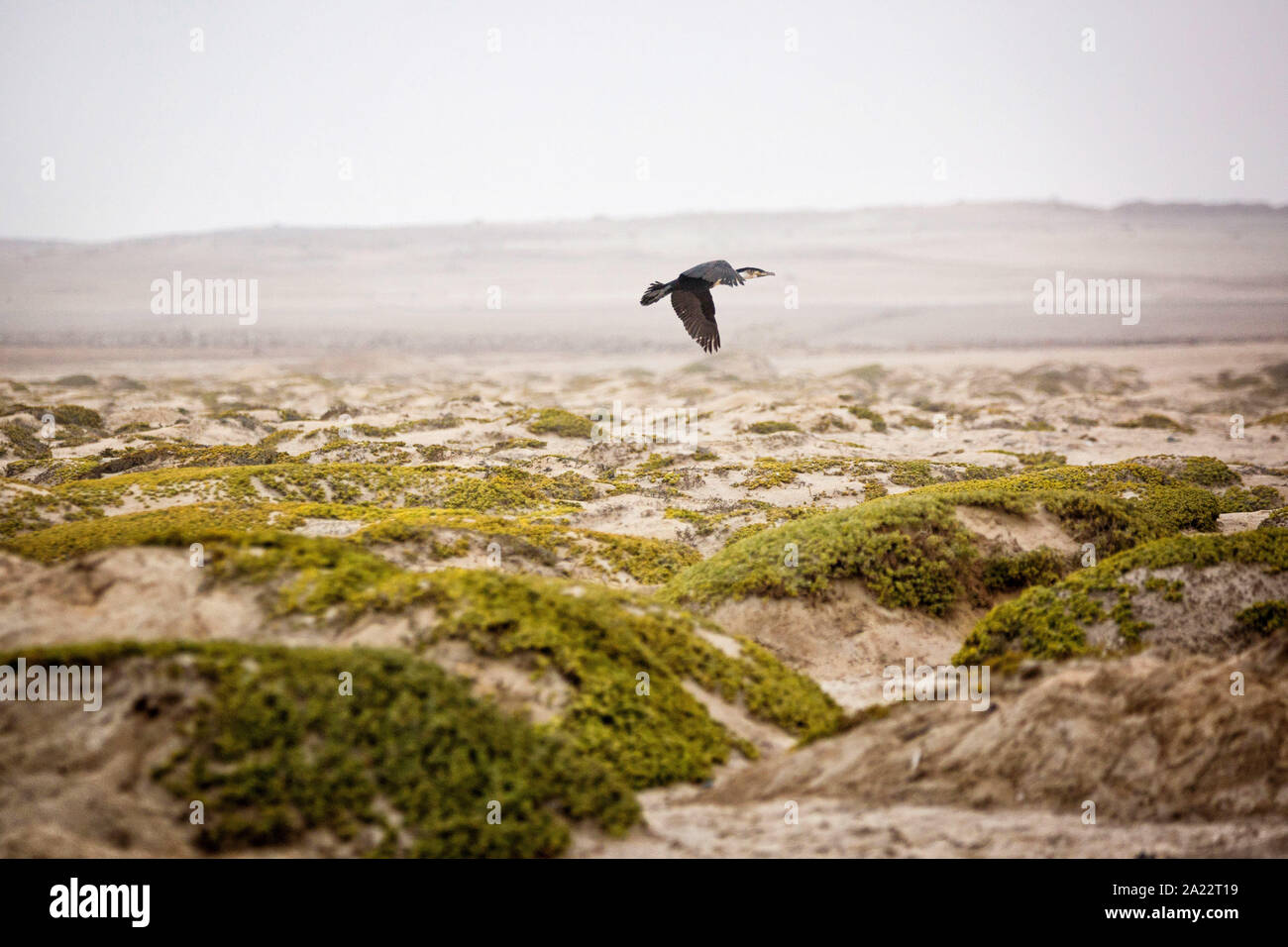 Aigrettes volant au-dessus des dunes de sable, Skeleton Coast, Namibie, Afrique Banque D'Images
