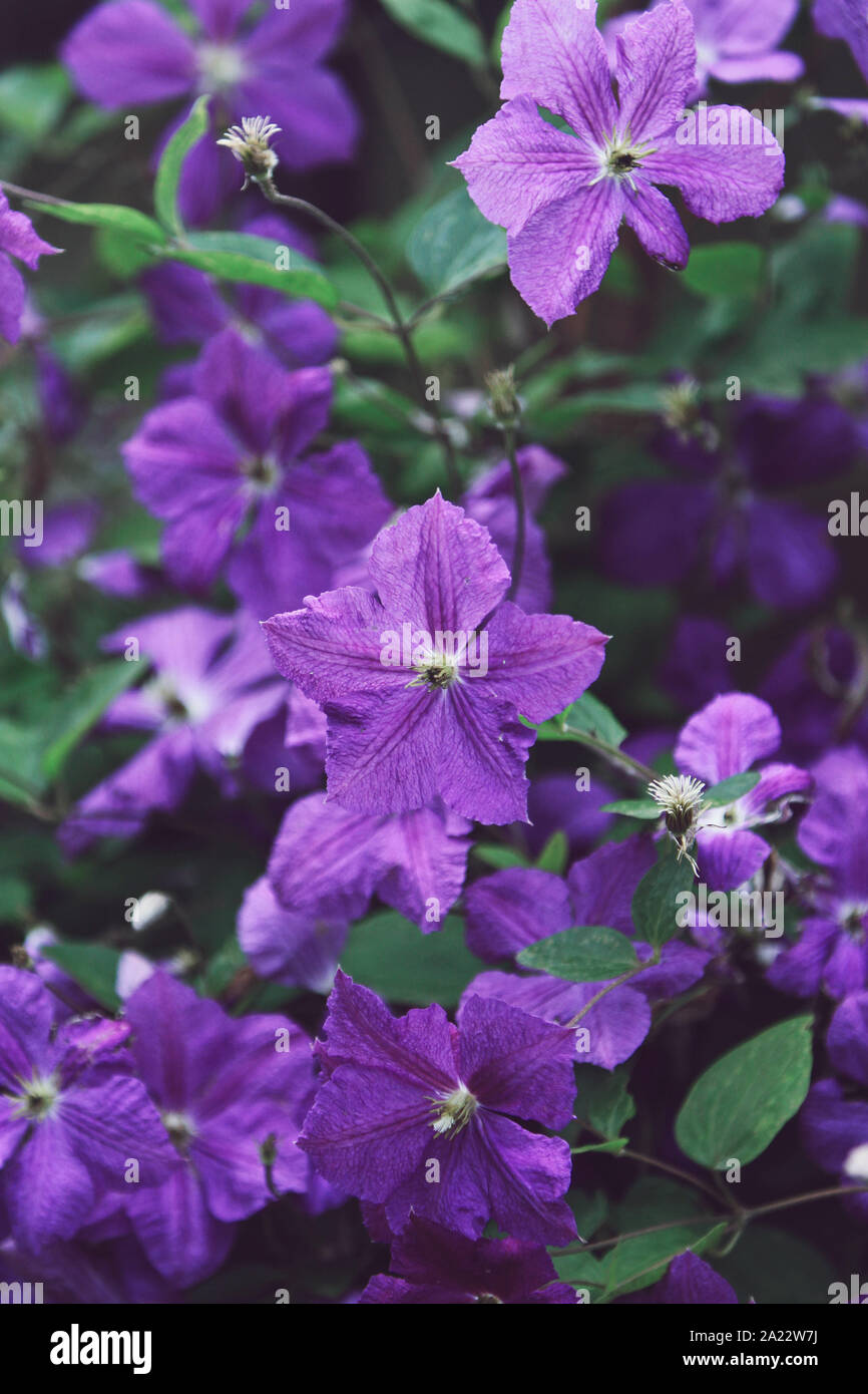Clematis viticella pourpre des fleurs Banque D'Images