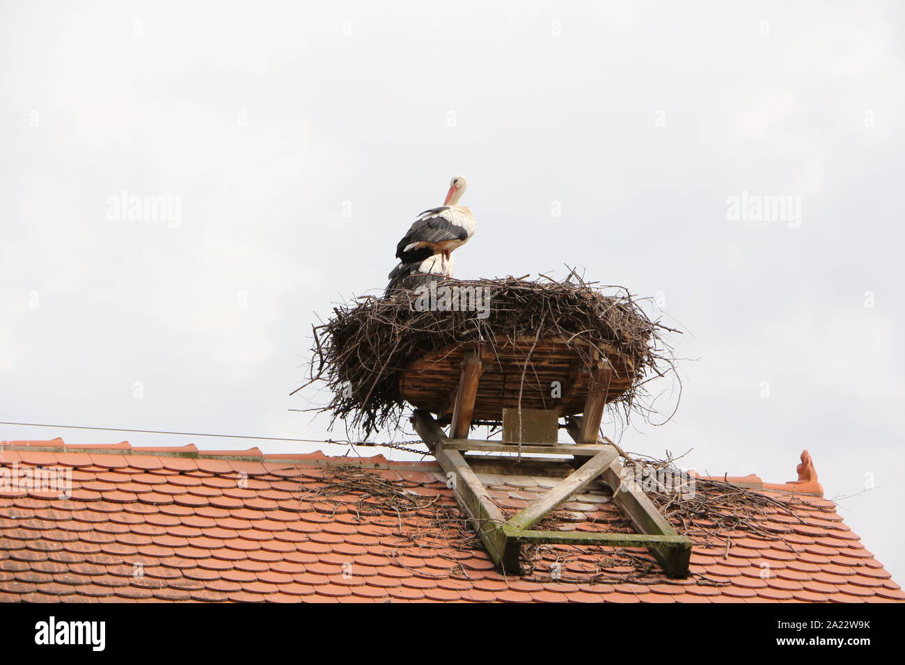 Storch auf dem Affenberg Salem bei am Bodensee Banque D'Images
