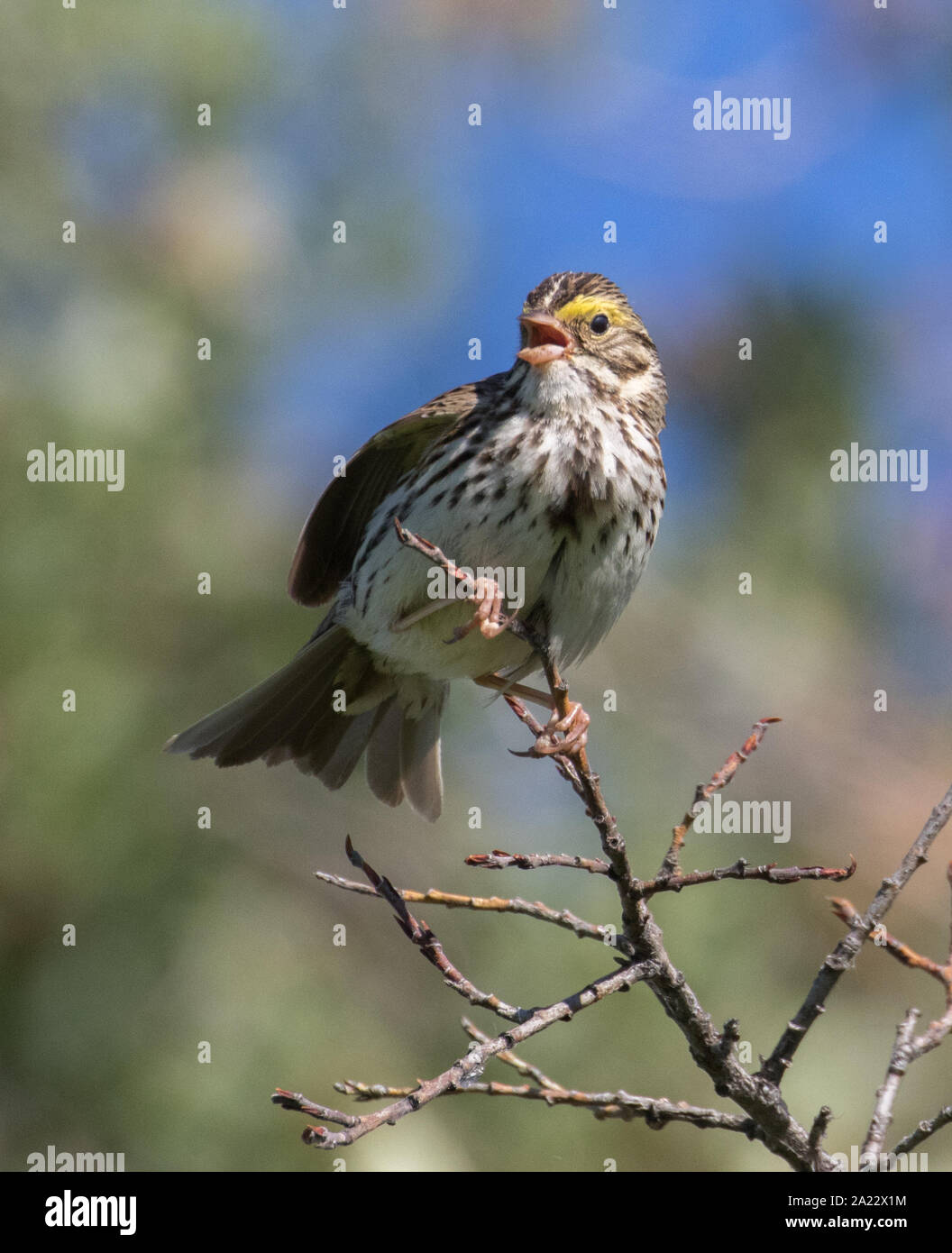 Savannah Sparrow au printemps en Alaska Banque D'Images