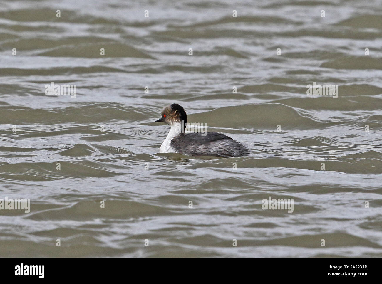 (Podiceps Grèbe argenté sud occipital) natation adultes sur le lac de la Terre de Feu, Chili Janvier Banque D'Images