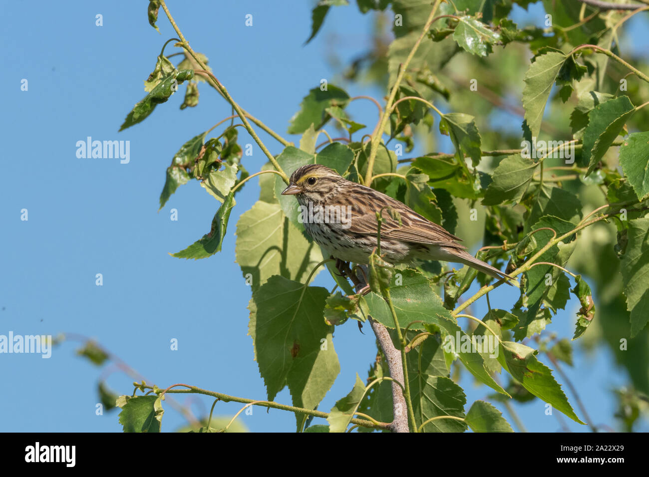 Savannah Sparrow au printemps en Alaska Banque D'Images