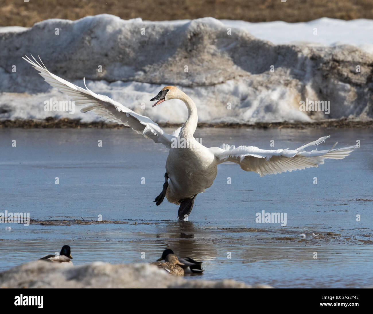 Cygne trompettes sur glace fine Banque D'Images