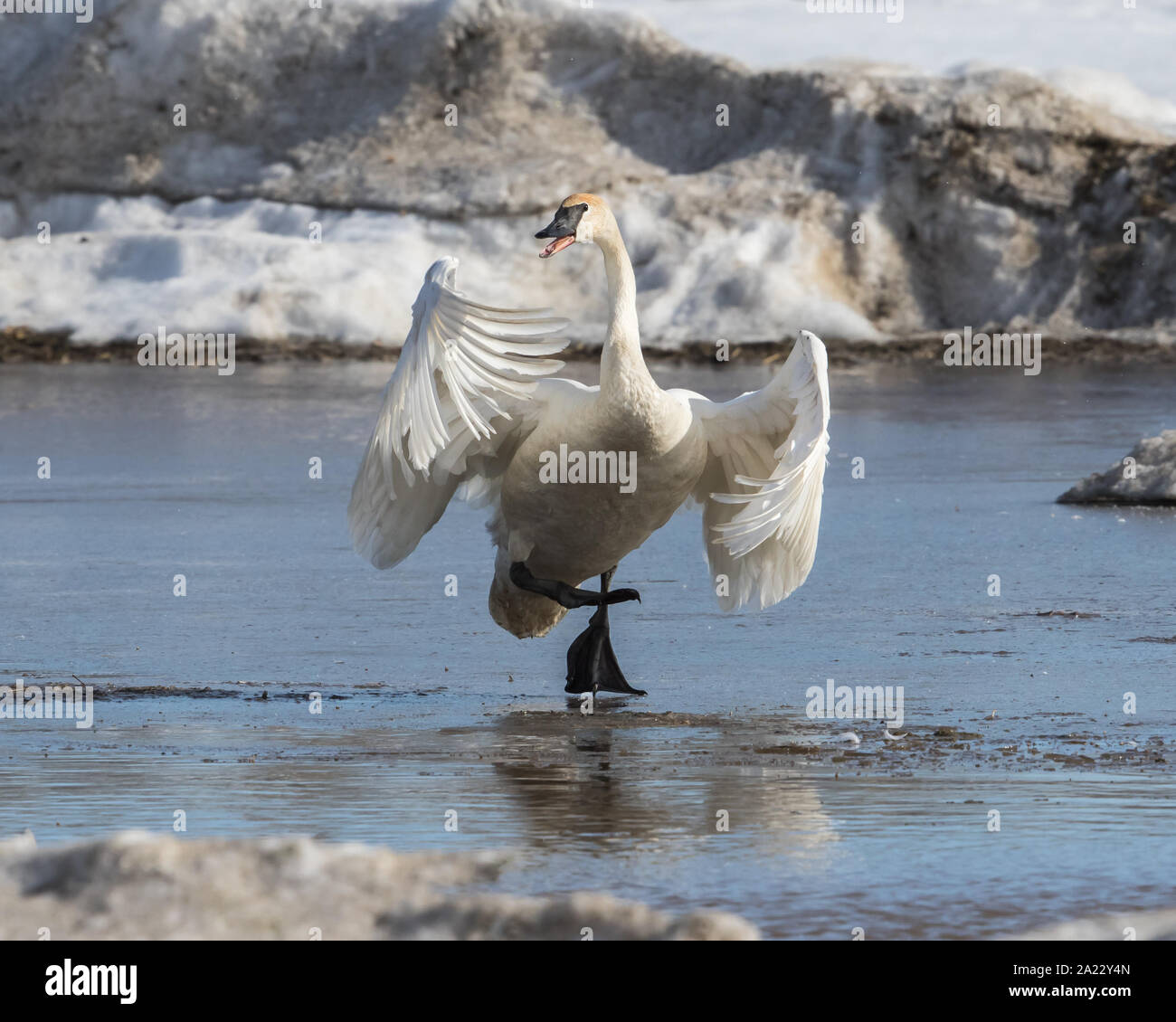 Cygne trompettes sur glace fine Banque D'Images