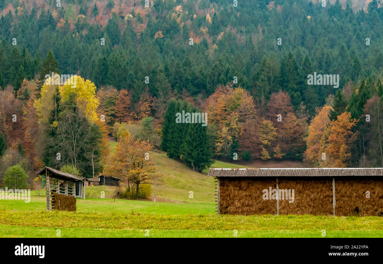 Le séchage du foin traditionnels slovènes châssis rack appelé kozolec à la campagne près du lac de Bled, en Slovénie, à l'automne Banque D'Images