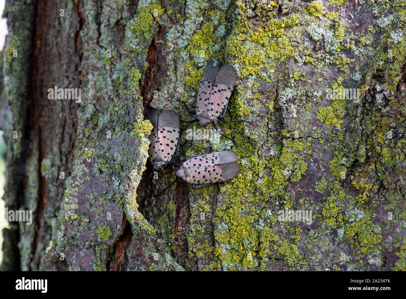 Groupe de 3 LANTERNFLY LYCORMA TACHETÉ (DELICATULA) ADULTES SUR LOCUST TREE, NEW YORK Banque D'Images