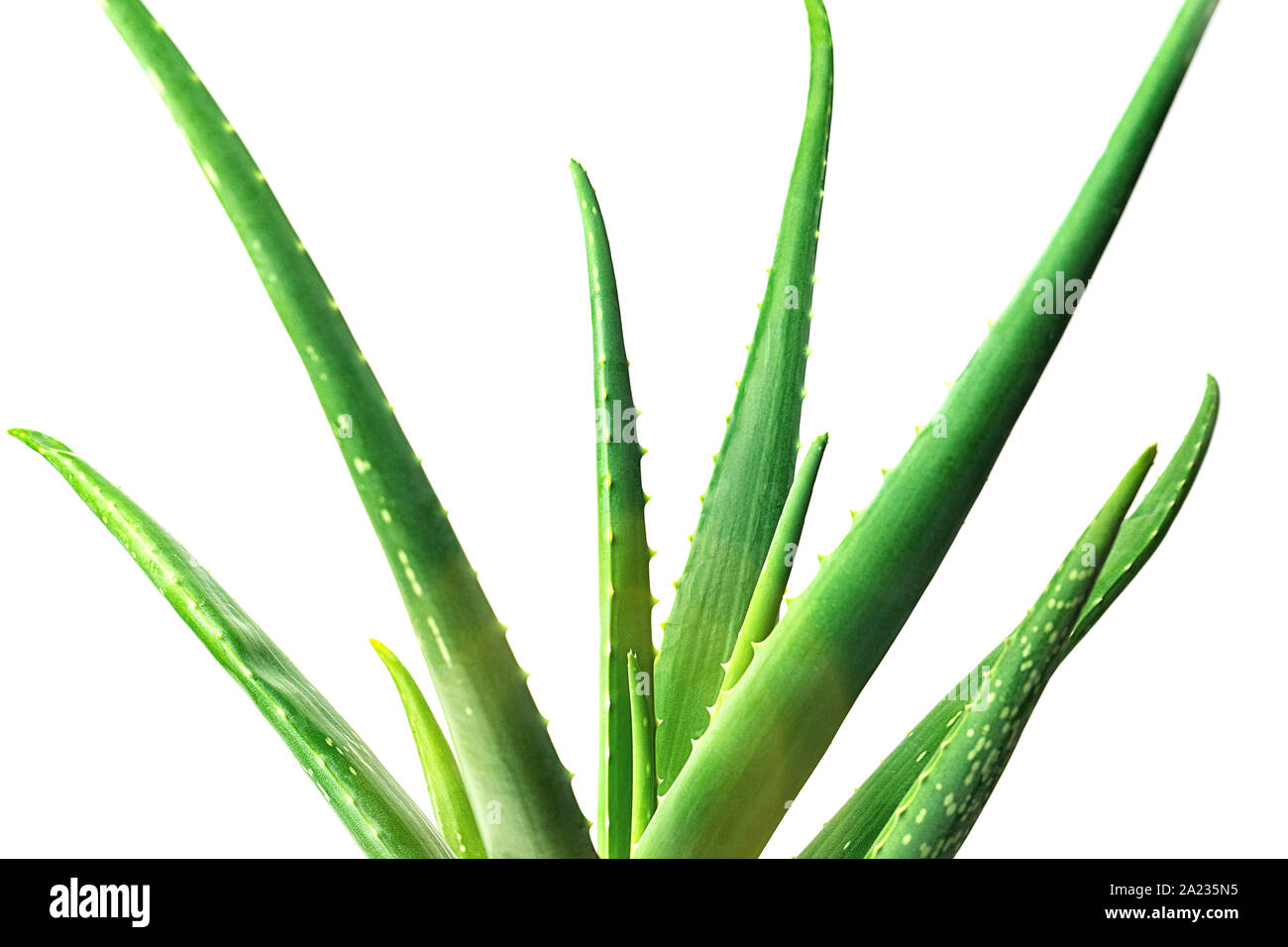 Gros plan de la feuille d'Aloe Vera sur fond blanc. Banque D'Images
