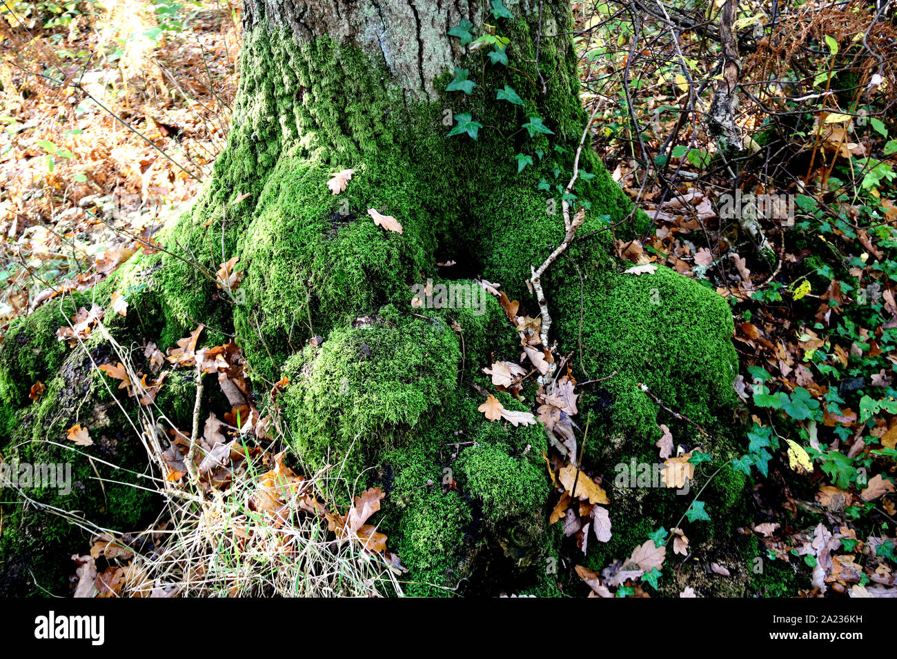 Base de l'arbre de chêne recouverts de mousse et lichen lierre en automne Banque D'Images