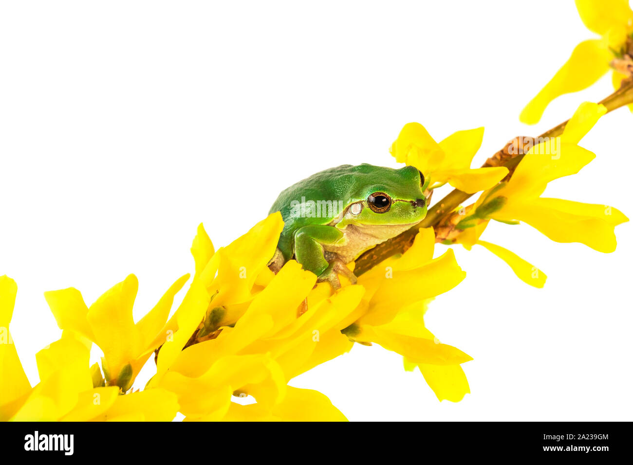 Grenouille verte et fleurs jaunes. Tree Frog sitting on flowering plant isolé sur fond blanc. Banque D'Images