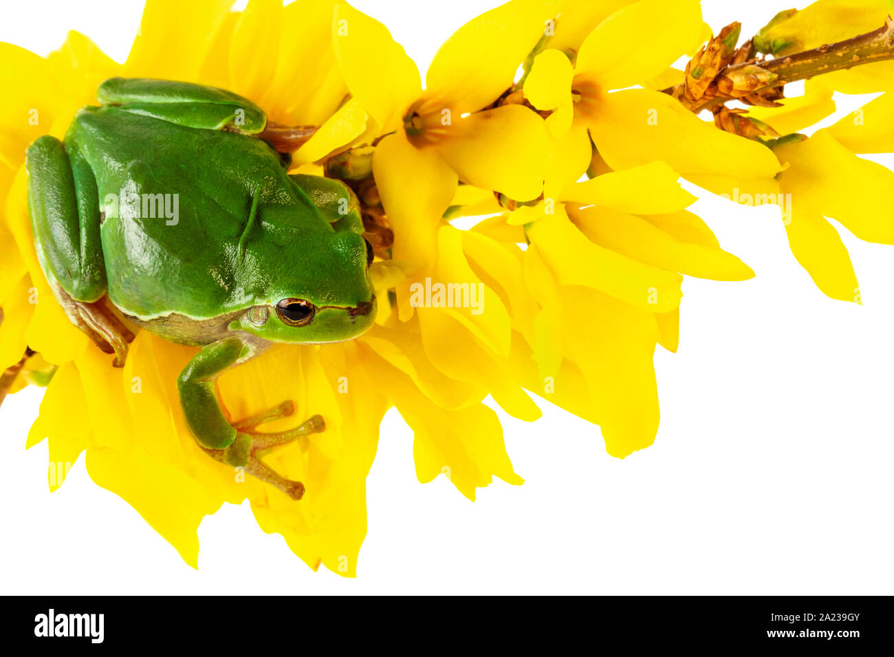 La grenouille verte. Tree Frog sitting on flowering plant isolé sur fond blanc. Concept de l'environnement. Banque D'Images