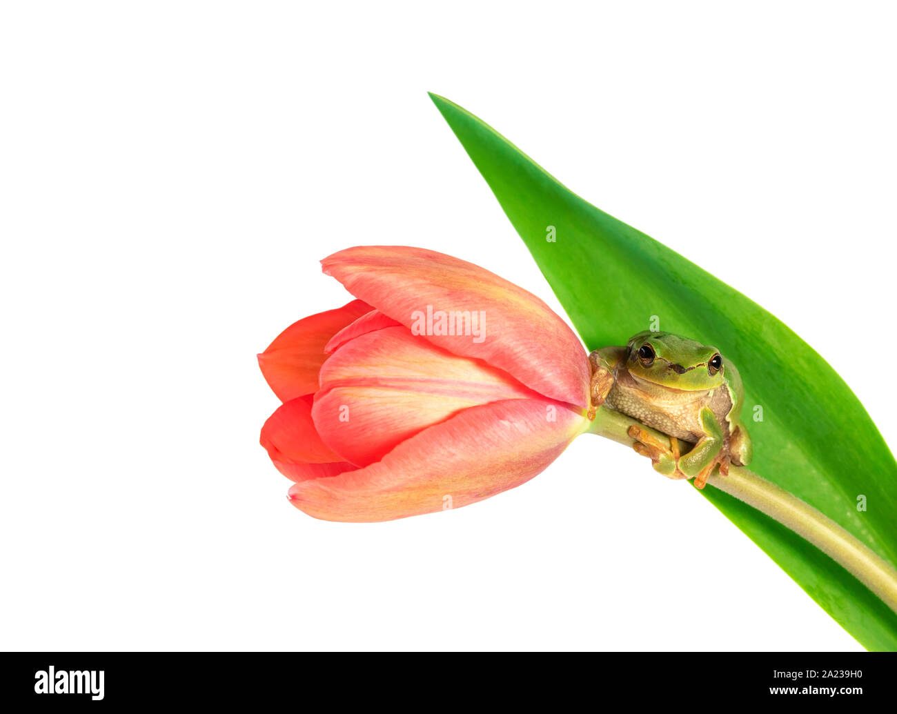 Rainette de l'escalade sur le tulip fleur sur fond blanc Banque D'Images