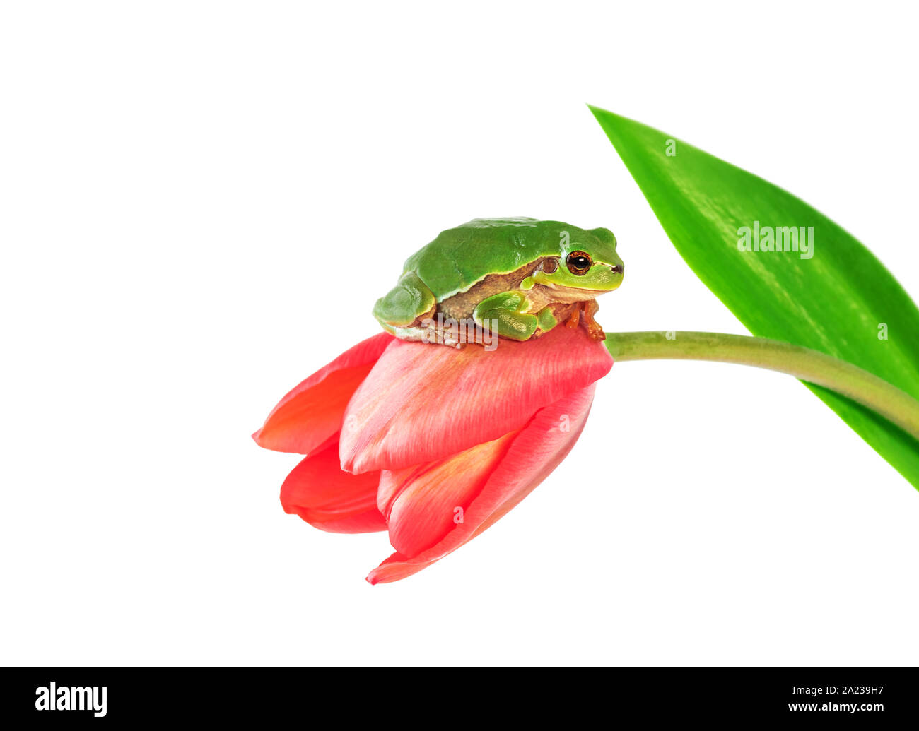 Rainette assise sur tulip fleur sur fond blanc Banque D'Images