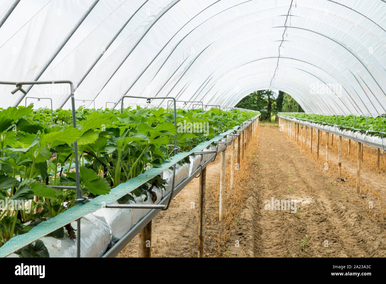 Les plants de fraisier en croissance à un choisissez votre propre polytunnel, UK Banque D'Images