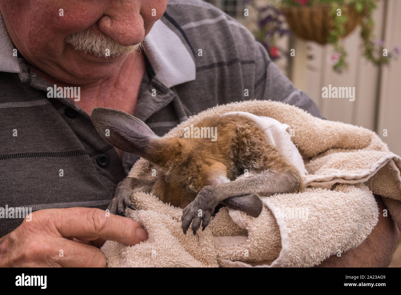 Bebes Kangourous Banque D Image Et Photos Alamy