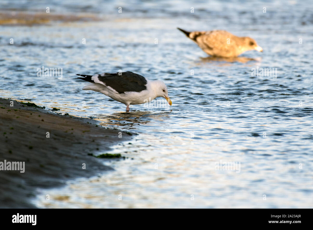 Le sud de la Californie se percher mouettes le long de la côte de sable de la plage comme le matin s'allume l'eau, tandis que la recherche de nourriture dans les eaux peu profondes. Banque D'Images