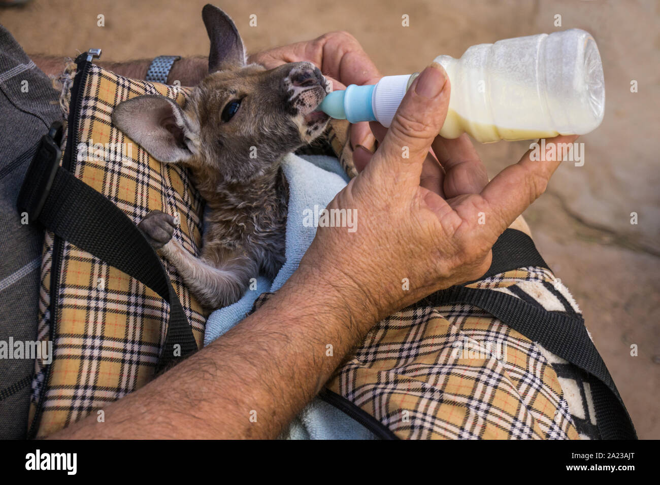 Bebes Kangourous Banque D Image Et Photos Alamy